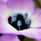 Гилия крупным планом (Gilia tricolor)